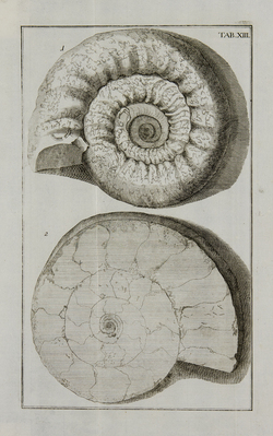 8443
<br/>
Oryctographia Norica sive Rerum fossilium et ad minerale regnum pertinentium in territorio Norimbergensi eiusque vicinia observatarum succincta descriptio cum supplementis A.
<br/>
<em></em>